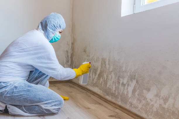 Licensed Mold Remediation service in Akron, PA - WQB Mold Removal